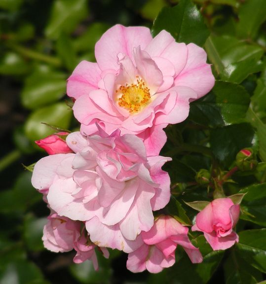 Appleblossom Flower Carpet photo afc2014_07250037_zpsedd20eab.jpg